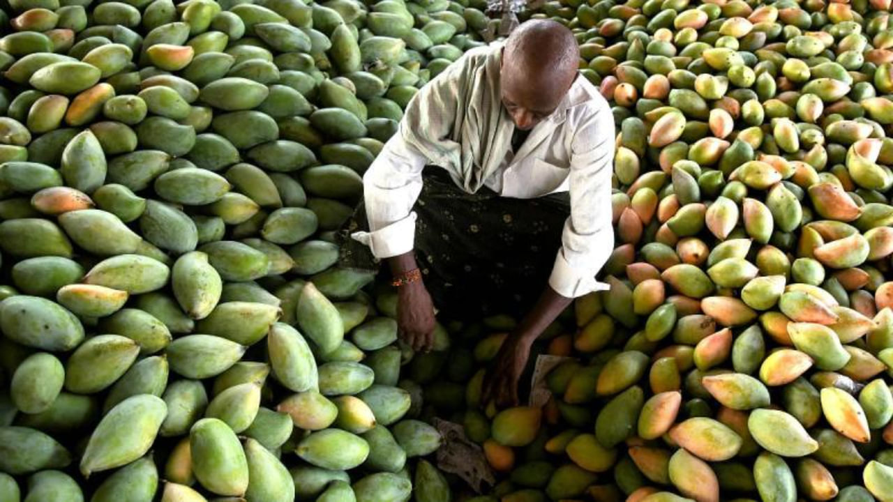 AP News: రాజకీయ అస్త్రంగా మామిడి రైతు గోస.. ధర పతనానికి కారణం అదేనా..?