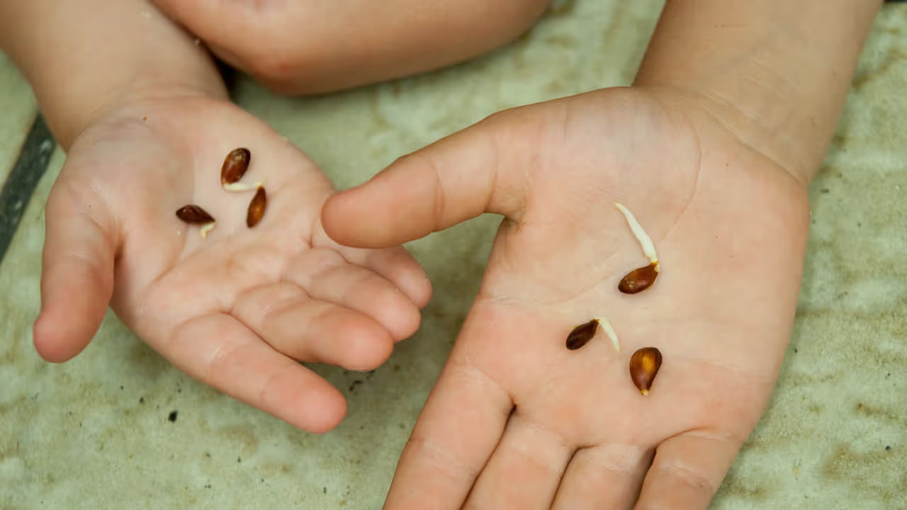 2015 పరిశోధనల ప్రకారం, ఒక గ్రాము ఆపిల్ గింజలలో అమిగ్డాలిన్ ఒకటి నుంచి నాలుగు మిల్లీగ్రాముల మధ్య ఉంటుంది. ఇది వివిధ రకాల ఆపిల్లను బట్టి ఉంటుంది. అయితే, విత్తనాల నుంచి విడుదలయ్యే సైనైడ్ పరిమాణం చాలా తక్కువగా ఉంటుంది. 50-300 mg హైడ్రోజన్ సైనైడ్ ప్రాణాంతకం కావచ్చు. ఒక గ్రాము ఆపిల్ గింజలో 0.6 mg హైడ్రోజన్ సైనైడ్ ఉంటుంది. అంటే 80 నుంచి 500 గింజలు తింటే మనిషికి ప్రాణాపాయం తప్పదు. ఇక పరిశోధనలో, శాస్త్రవేత్తలు అమిగ్డాలిన్ను నివారించడానికి, యాపిల్స్ తినడానికి, యాపిల్ జ్యూస్ తాగే ముందు వాటి విత్తనాలను తొలగించడం మంచిదని సలహా ఇచ్చారు. ముఖ్యంగా పిల్లలకు ఆపిల్ గింజలు తీసిన తర్వాత తినిపించాలి.