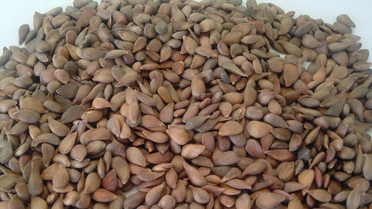 ఇక శరీరంలో సైనైడ్ ఎక్కువగా ఉంటే అధిక రక్తపోటు, స్ట్రోక్స్, మూర్ఛ వంటి తీవ్రమైన సమస్యలు కలుగుతాయి. ఒక్కోసారి కోమాలోకి వెళ్లి మరణం కూడా సంభవించవచ్చు. అమిగ్డాలిన్ పరిమాణం యాపిల్ రకాన్ని బట్టి ఉంటుంది. అమిగ్డాలిన్ ప్రాణాంతకం కానప్పటికీ శరీరానికి హానికరం అని చెప్పుకోవాలి. అందుకే చిన్న పిల్లలకు గింజలు తీసేసిన యాపిల్ను తినిపించాలంటున్నారు నిపుణులు.