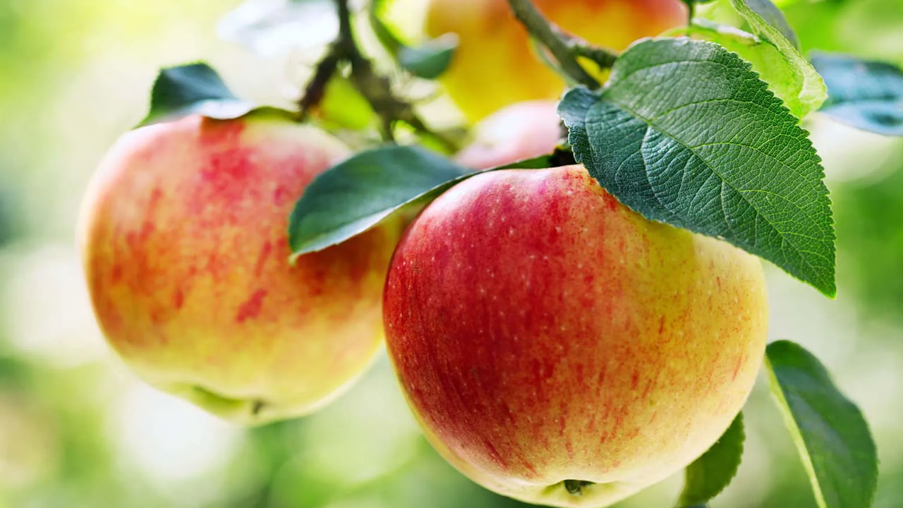Apples