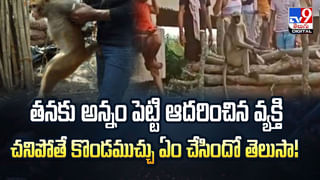 మందేసి ఫుట్‌పాత్‌పై నిద్రపోతున్న వ్యక్తి.. దగ్గరకొచ్చి వాసన చూసిన ఆడసింహం