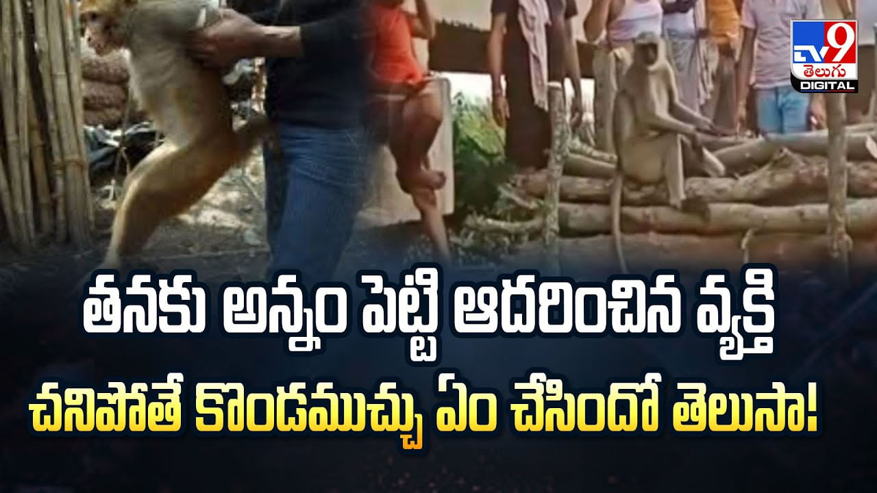 తనకు అన్నం పెట్టి ఆదరించిన వ్యక్తి చనిపోతే కొండముచ్చు ఏం చేసిందో తెలుసా