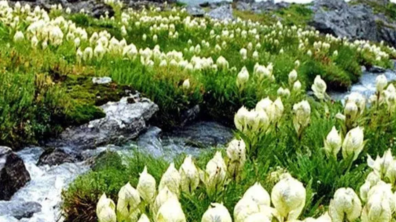 భారత దేశంలో 108 దివ్య క్షేత్రాలు ఉన్నాయి. ఇందులో బద్రీనాథ్ కూడా ఒకటి. ఇక్కడ వెలసిన బద్రినాథుడిని పూజలో తులసీ దళాలను ఉపయోగిస్తారు. స్వామికి ఎన్ని రాకల పువ్వులు, ఎంత గొప్పగా పూజలు చేసినా సంతోష పడదని.. తులసి దళంతో పూజ చేసే సతోషపడతాడని నమ్మకం. తులసి లేని విష్ణువు పూజ సంపూర్ణం కనుక.. విష్ణు స్వరూపమైన బద్రీనాథ్ కి కూడా పూజలో తులసి దళం తప్పని సరి. 
 