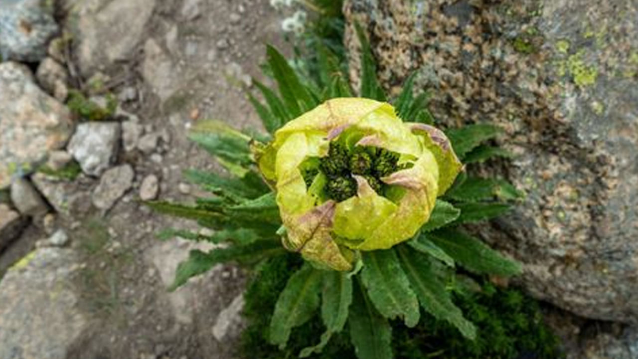  
అంతేకాదు బద్రినాథుడి బ్రహ్మకమలం పువ్వులను కూడా సమర్పిస్తారు. ఈ బ్రహ్మ కమలం అనేది హిమాలయాలలోని ఎత్తైన ప్రాంతాలలో పెరిగే అరుదైన , సున్నితమైన పువ్వు. ఇది హిందూ మతంలో పవిత్రమైన పుష్పంగా పరిగణించబడుతుంది. ఈ పువ్వు శ్రీ మహా విష్ణువు.. అతని వివిధ అవతారాలతో ముడిపడి ఉంటుంది.
 