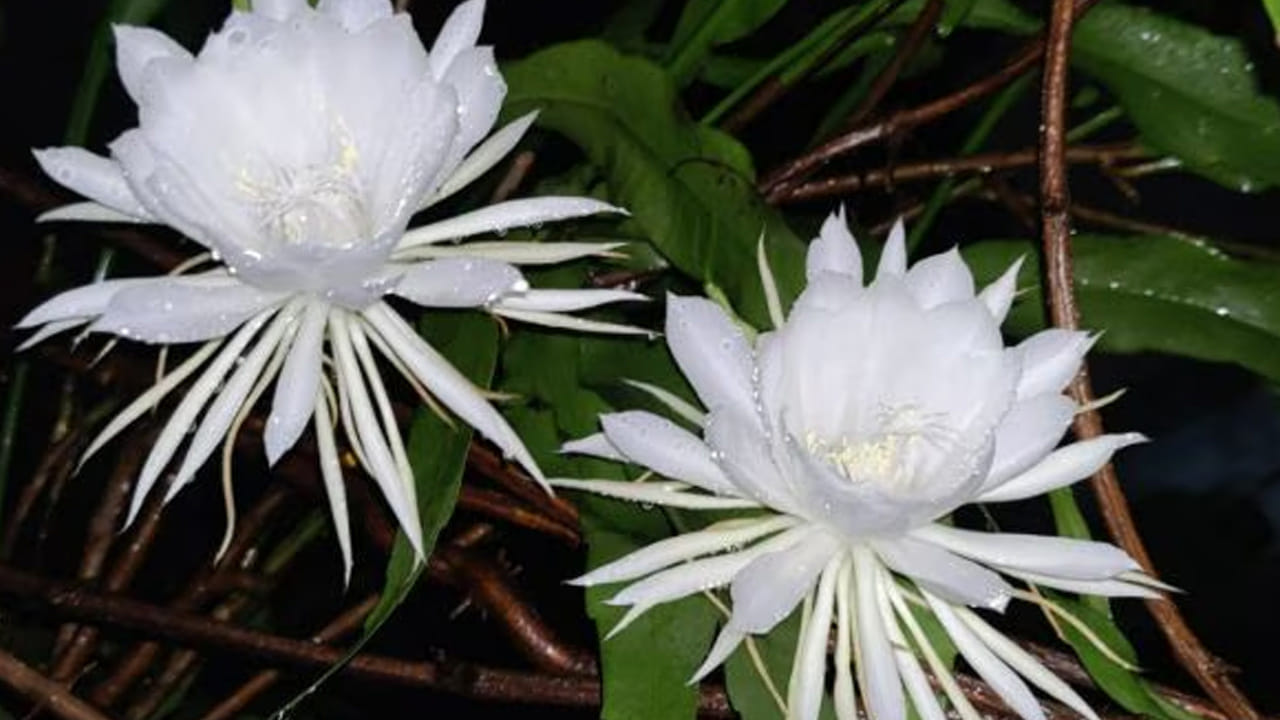 కేదార్‌నాథ్, బద్రీనాథ్ ఆలయంలోని విగ్రహాలకు బ్రహ్మ కమలం సమర్పిస్తారు. ఈ పుష్పాన్ని విష్ణువు దైవిక కృపకు చిహ్నంగా భావిస్తారు. కనుక బద్రీనాథ్ ధామ్‌తో పాటు కేదార్‌నాథ్ ధామ్‌లో బ్రహ్మ కమలం సమర్పించడం చాలా పవిత్రమైనదిగా పరిగణించబడుతుంది.
