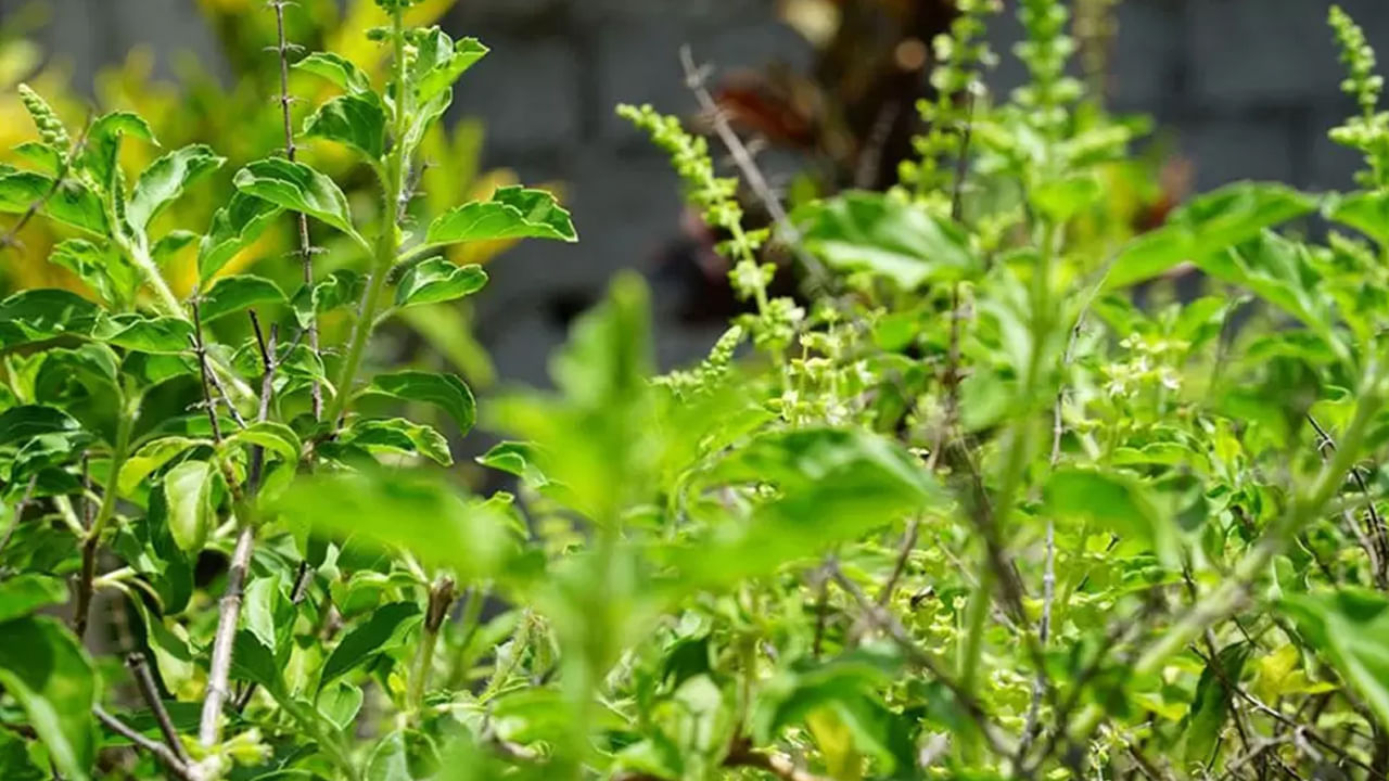 పురాణాల ప్రకారం  విష్ణువు ధర్మధ్వజుని కుమార్తె బృందకు కలియుగంలో తులసి రూపంలో ఆమెను స్వీకరిస్తానని వాగ్దానం చేశాడు. బద్రీనాథ్ ప్రాంతంలో ఒక ప్రత్యేక రకమైన తులసి లభిస్తుంది. దీనిని బద్రీ తులసి అని పిలుస్తారు, దీనిని లక్ష్మీ దేవి రూపంగా భావిస్తారు. ఈ బద్రీ తులసిని బద్రీనాథ్ పూజలో ఉపయోగిస్తారు.