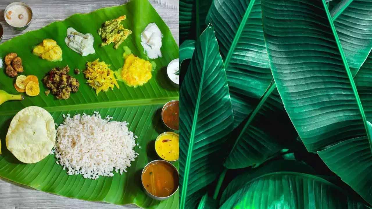 అరటి ఆకులలో పాలీఫెనాల్స్, విటమిన్ ఎ, విటమిన్ సి వంటి అనేక ముఖ్యమైన పోషకాలు ఉన్నాయి. అరటి ఆకుపై ఆహారాన్ని ఉంచినప్పుడు, ఈ పోషకాలలో కొన్ని ఆహారానికి బదిలీ అవుతాయి. అలా మీరు తినే ఆహారం పోషక విలువను పెంచుతుంది.