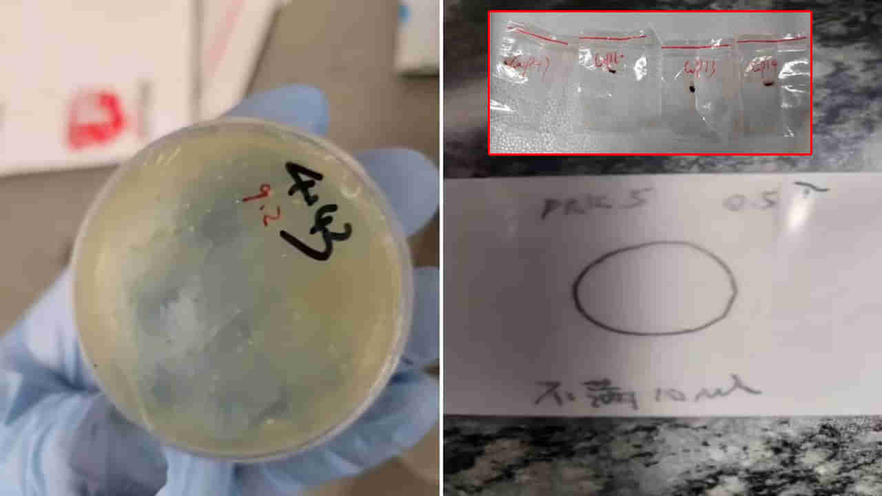 Biological Smuggling: చైనా దిగజారుడు చర్యలు.. అమెరికాలో మరో బయోవెపన్‌ స్మగ్లర్‌ అరెస్ట్!