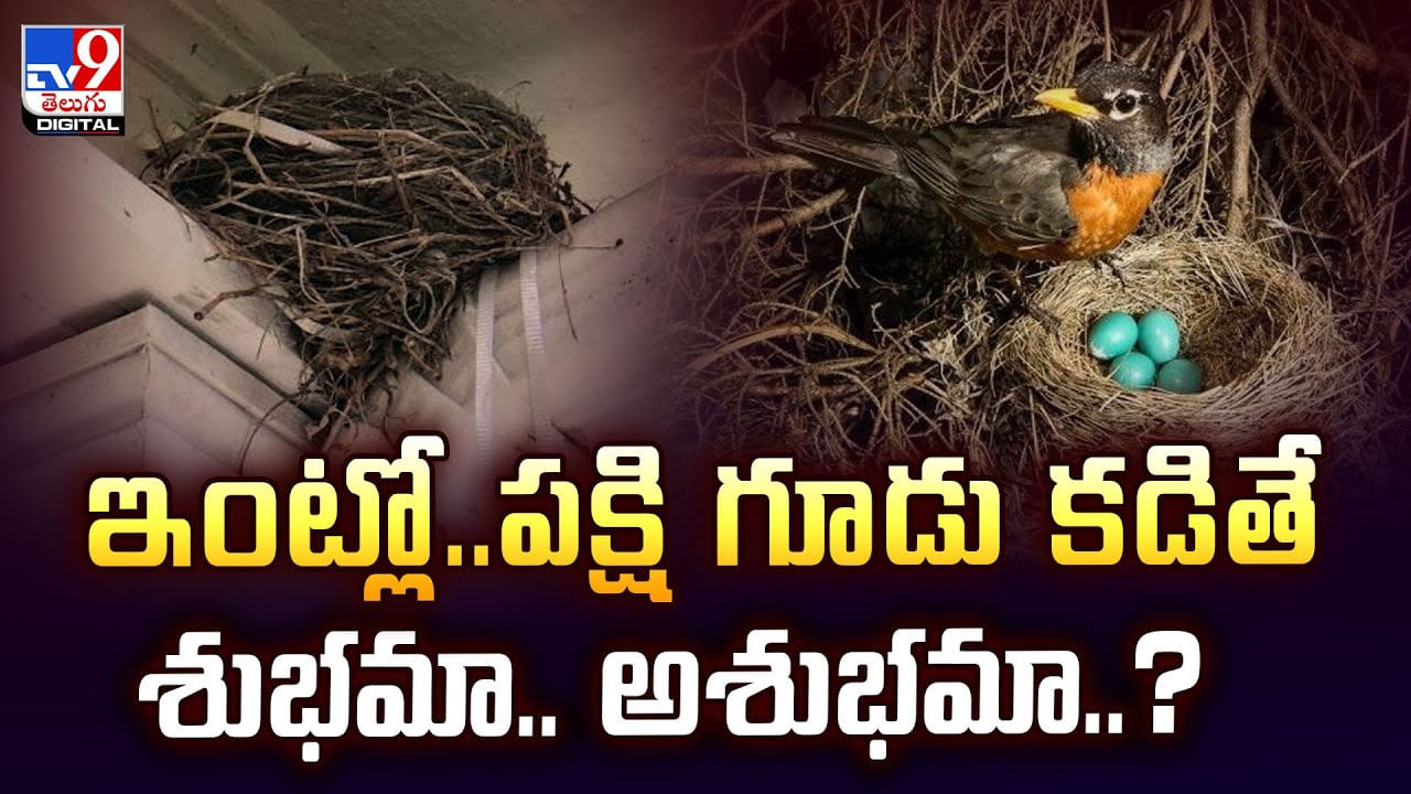 ఇంట్లో.. పక్షి గూడు కడితే శుభమా.. అశుభమా ??