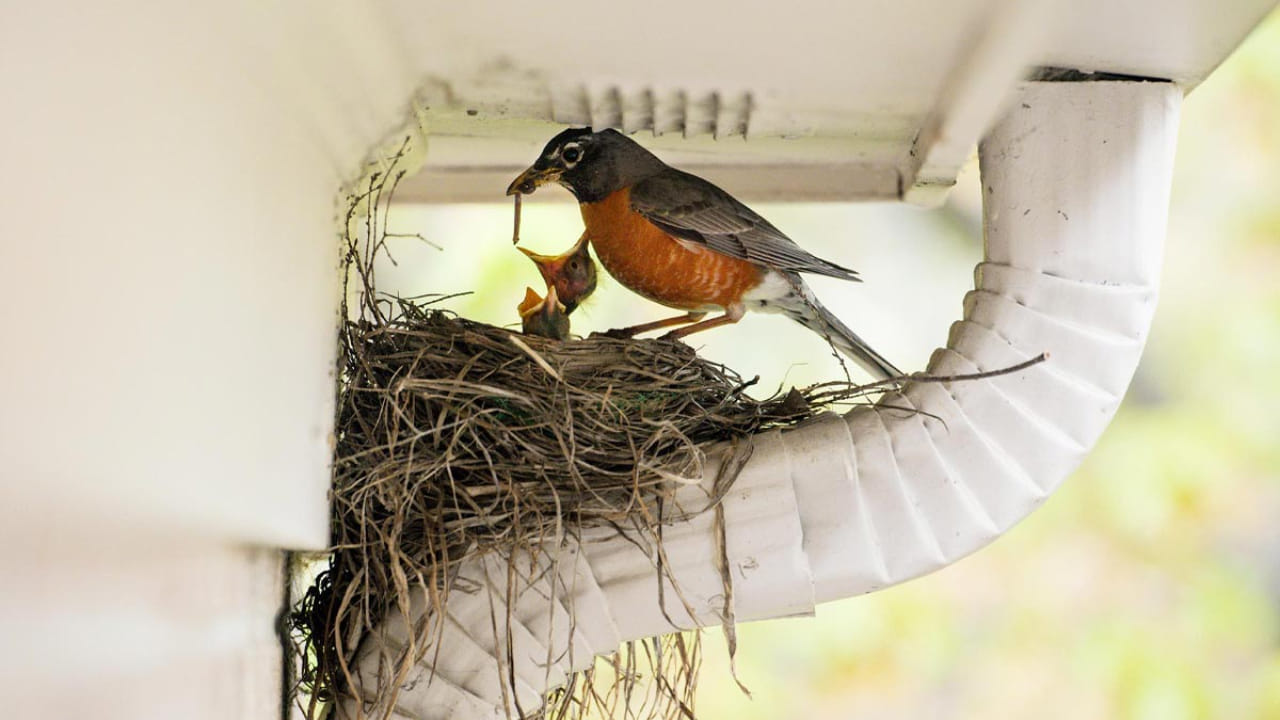 Vastu Tips: ఇంట్లో పక్షుల గూళ్లు శుభమా, అశుభమా? తెలుసుకోకపోతే కష్టాలు తప్పవు!