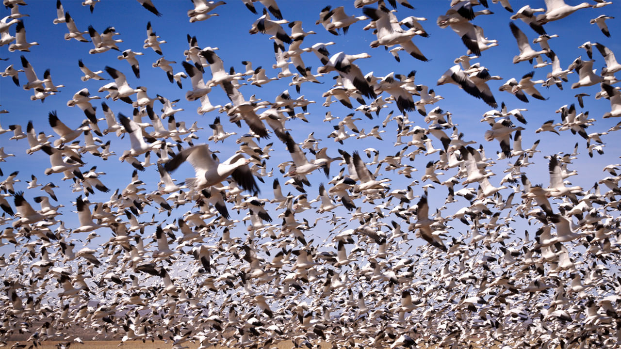 పక్షులు ఇలా సముద్రాలు దాటుకుని ఎన్నో కిలోమీటర్లు వలస వెళ్ళడానికి పక్షుల్లో 'సజీవ అయస్కాంత దిక్సూచి' అంతర్గతంగా ఇమిడి ఉంటుందని ప్రపంచవ్యాప్తంగా అనేక మంది శాస్త్రవేత్తలు భావిస్తున్నారు. 