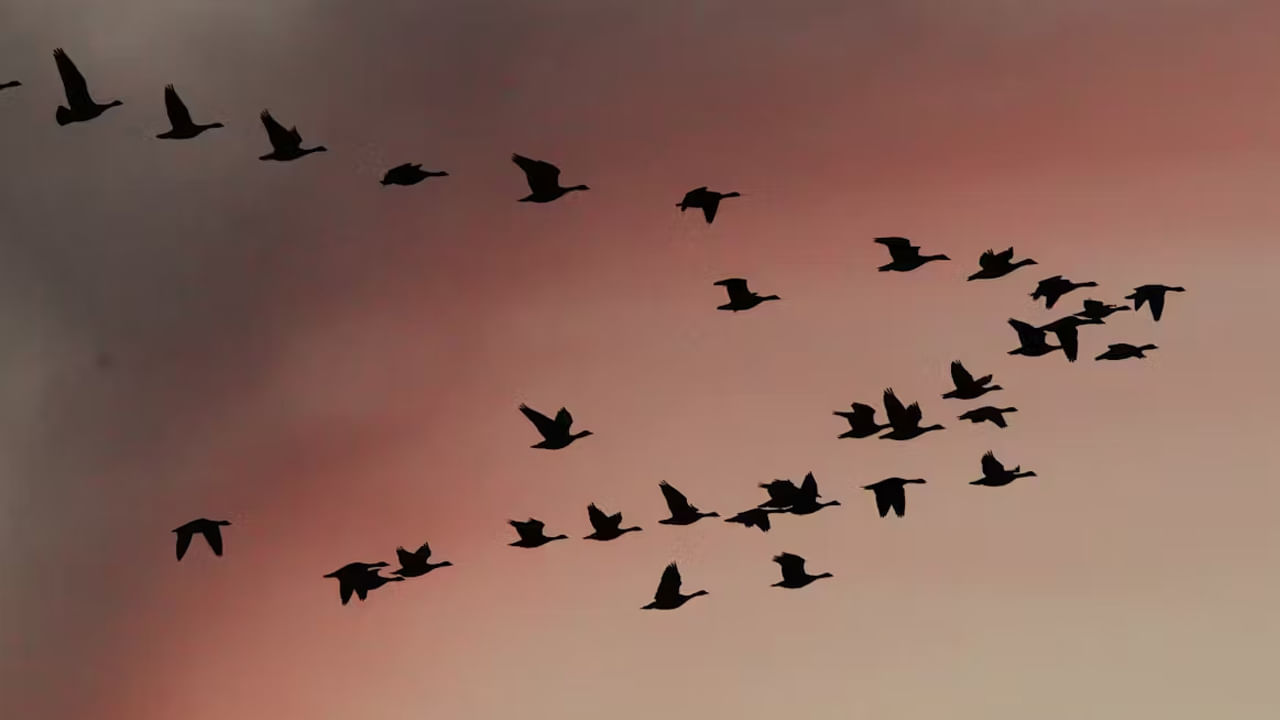 పక్షులు సముద్రాలు దాటుకుని సుదూర ప్రాంతాలకు ఎలా వలస వెళ్లడం చాలామంది తెలిసిన విషయం. దేశంలో కొన్ని ప్రాంతాలు వలస పక్షులను నిలయంగా ఉన్నాయి. వీటిని చూడటానికి సీజన్ సమయంలో చాలామంది వెళ్తూ ఉంటారు.