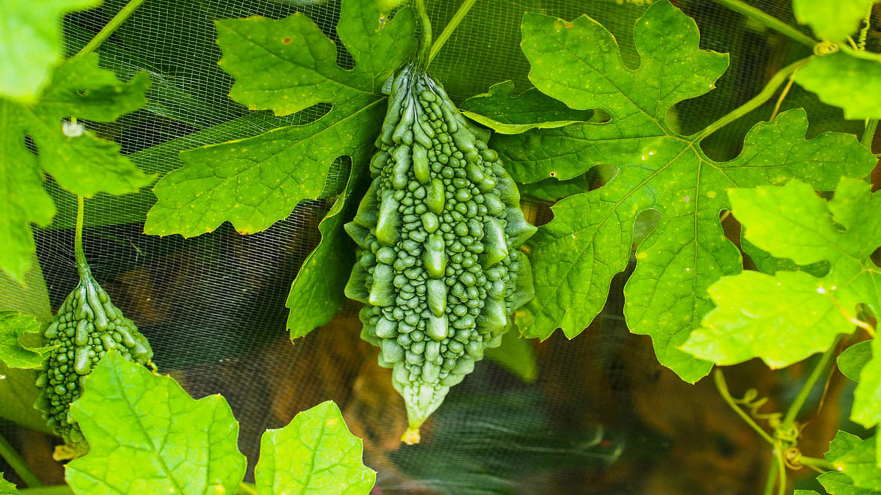 షుగర్ కంట్రోల్ అవ్వాలనుకునే డయాబెటిస్ బాధితులకు కాకరకాయ వరం లాంటిది అంటున్నార ఆరోగ్య నిపుణులు. కాకరకాయలోని గుణాలు రక్తంలో చక్కెర స్థాయిని నియంత్రించడంలో సహాయపడతాయి. డయాబెటిస్ ఉన్నవారికి ఇది చాలా ఉపయోగకరంగా ఉంటుంది. అంతేకాదు..కాకరకాయలో ఫైబర్ పుష్కలంగా ఉంటుంది. ఇది జీర్ణక్రియను మెరుగుపరుస్తుంది. మలబద్ధకాన్ని నివారిస్తుంది.