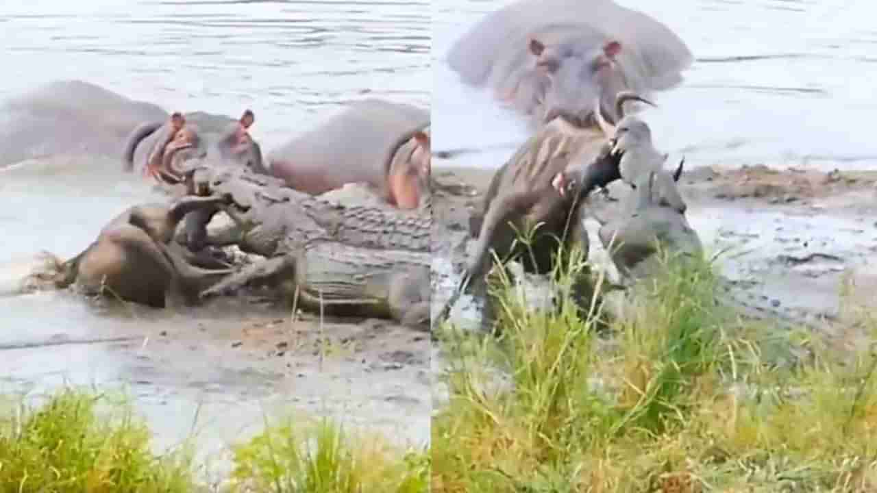 మొసలి నోటికి బుక్కను లాగేసిన హిప్పో.. బతుకు జీవుడా అంటూ పరిగెత్తిన ఆడవి బర్రె!