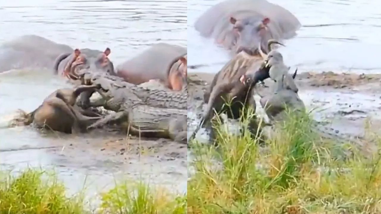 మొసలి నోటికి బుక్కను లాగేసిన హిప్పో.. బతుకు జీవుడా అంటూ పరిగెత్తిన ఆడవి బర్రె!