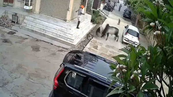 Viral Video: రెండు ఎద్దుల పొట్లాట ఓ వృద్దుడి ప్రాణం తీసిందిగా... షాకింగ్ వీడియో వైరల్