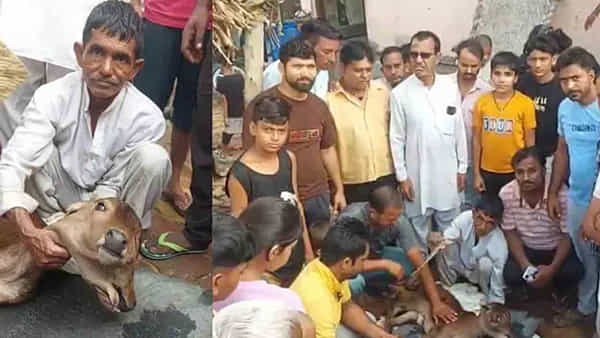 Viral Video: రెండు తలలు, మూడు కండ్లతో జన్మించిన దూడ.. క్యూ కట్టి పూజలు చేస్తున్న జనం..!