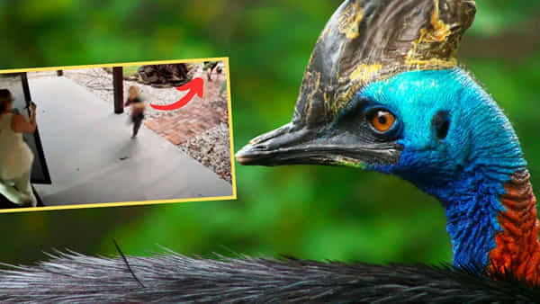 Viral Video: వామ్మో... కాస్తయితే.. డేంజరస్ పక్షుల నుంచి బిడ్డ సేఫ్... ఆ పక్షికి చిక్కారా అంతే సంగతులు