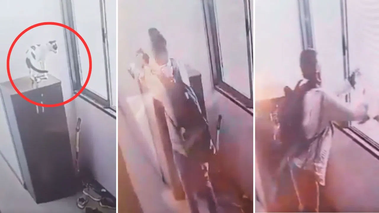 Viral Video: 9వ అంతస్తు నుంచి పిల్లిని విసిరేసిన బద్మాష్‌... షాకింగ్ సీసీటీవీ వీడియో వైరల్