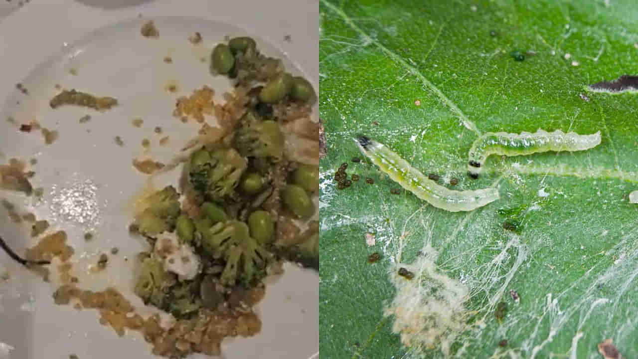 Viral Video: వీక్లీ ఎండ్‌ కదా అని హైఎండ్‌ రెస్టారెంట్‌కు వెళితే షాకింగ్‌ సీన్‌... వెజ్‌ సలాడ్‌లో గొంగళి పురుగు ప్రత్యక్షం