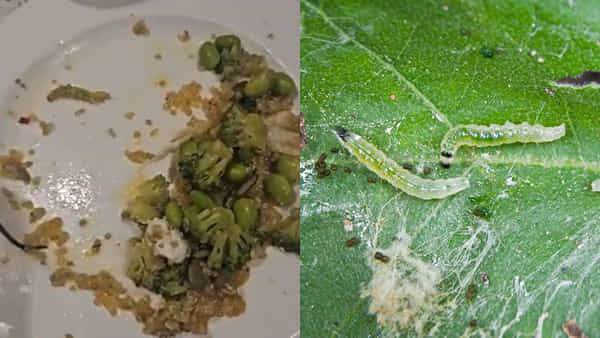 Viral Video: వీక్లీ ఎండ్ కదా అని హైఎండ్ రెస్టారెంట్కు వెళితే షాకింగ్ సీన్... వెజ్ సలాడ్లో గొంగళి పురుగు ప్రత్యక్షం