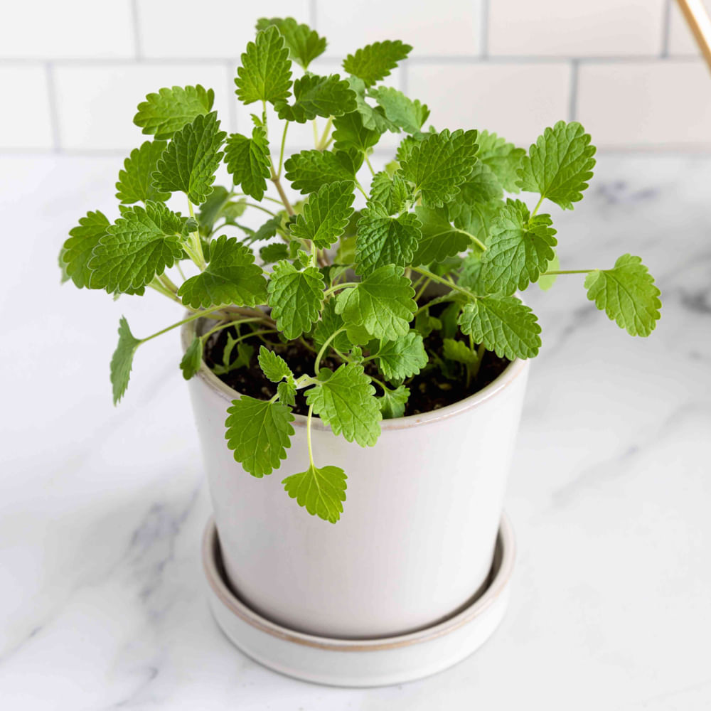 Catnip Plant