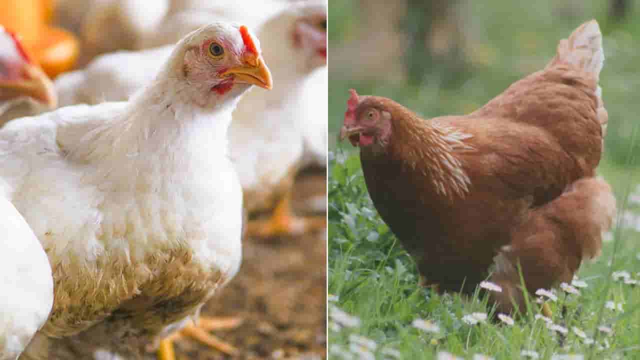 Country Chicken vs Broiler: ఆరోగ్యానికి ఏది మంచిది..? నిపుణులు ఏం చెబుతున్నారు..?