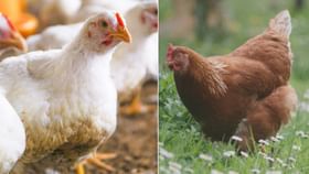 Country Chicken vs Broiler: ఆరోగ్యానికి ఏది మంచిది..? Country Chicken vs Broiler: ఆరోగ్యానికి ఏది మంచిది..?