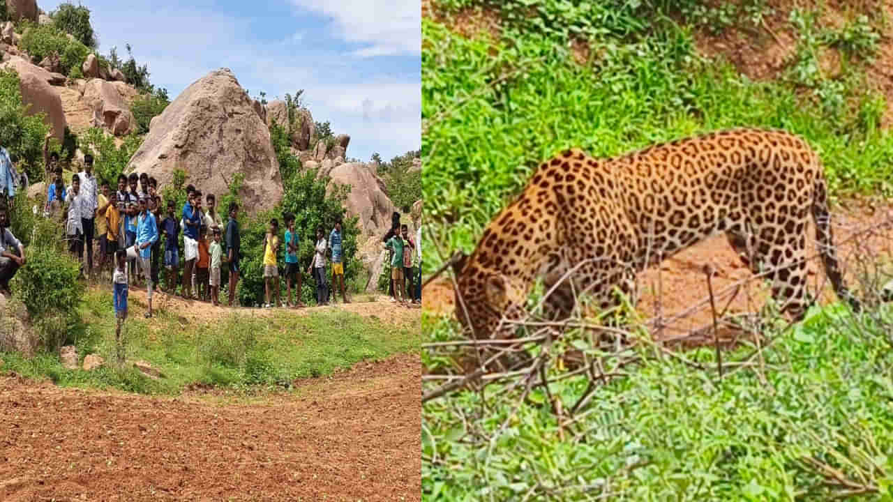 Andhra Pradesh: జనావాసంలో చిరుత హల్ చల్.. రైతుకి తీవ్ర గాయం.. అటవీ శాఖ నిర్లక్షంపై మండిపాటు..