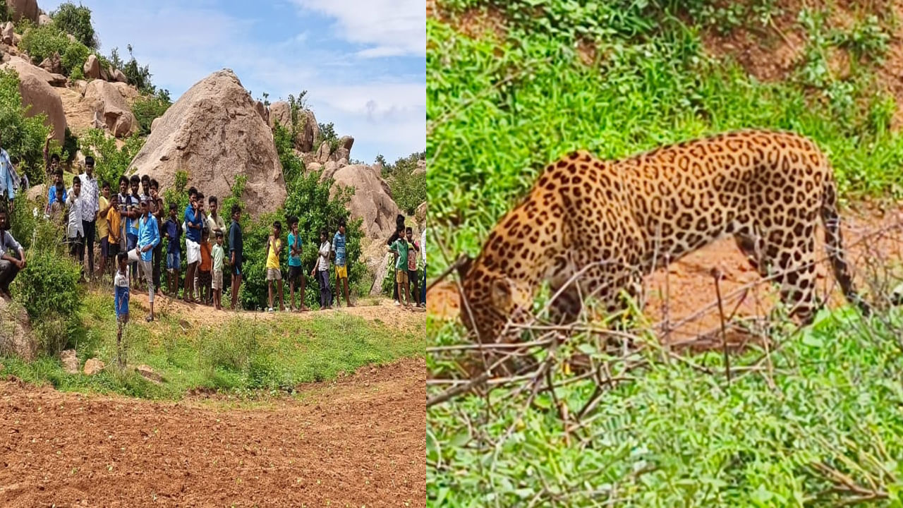 Andhra Pradesh: జనావాసంలో చిరుత హల్ చల్.. రైతుకి తీవ్ర గాయం.. అటవీ శాఖ నిర్లక్షంపై మండిపాటు..