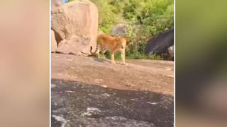 Viral Video: పెళ్లిలో మూడుముళ్లు వేస్తుండగా షాకింగ్ ఘటన… ఇంకా నయం ఏవరికేమీ కాలేదు..