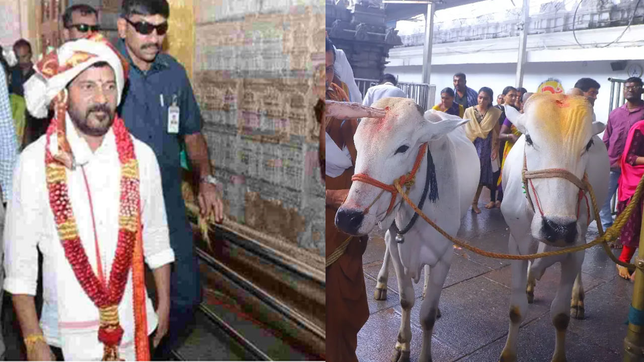 Vemulawada: రాజన్న అలయంలో కోడెల మృత్యువాత.. స్వయంగా ఆరా తీసిన సీఎం.. త్వరలోనే..