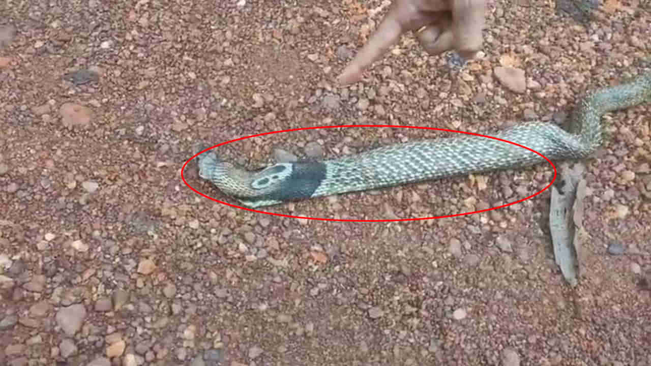 Viral Video: ఓర్నాయనో.. ఈ నాగుపాము చేసిన పని ఏంటో తెలిస్తే బిత్తరపోతారు..