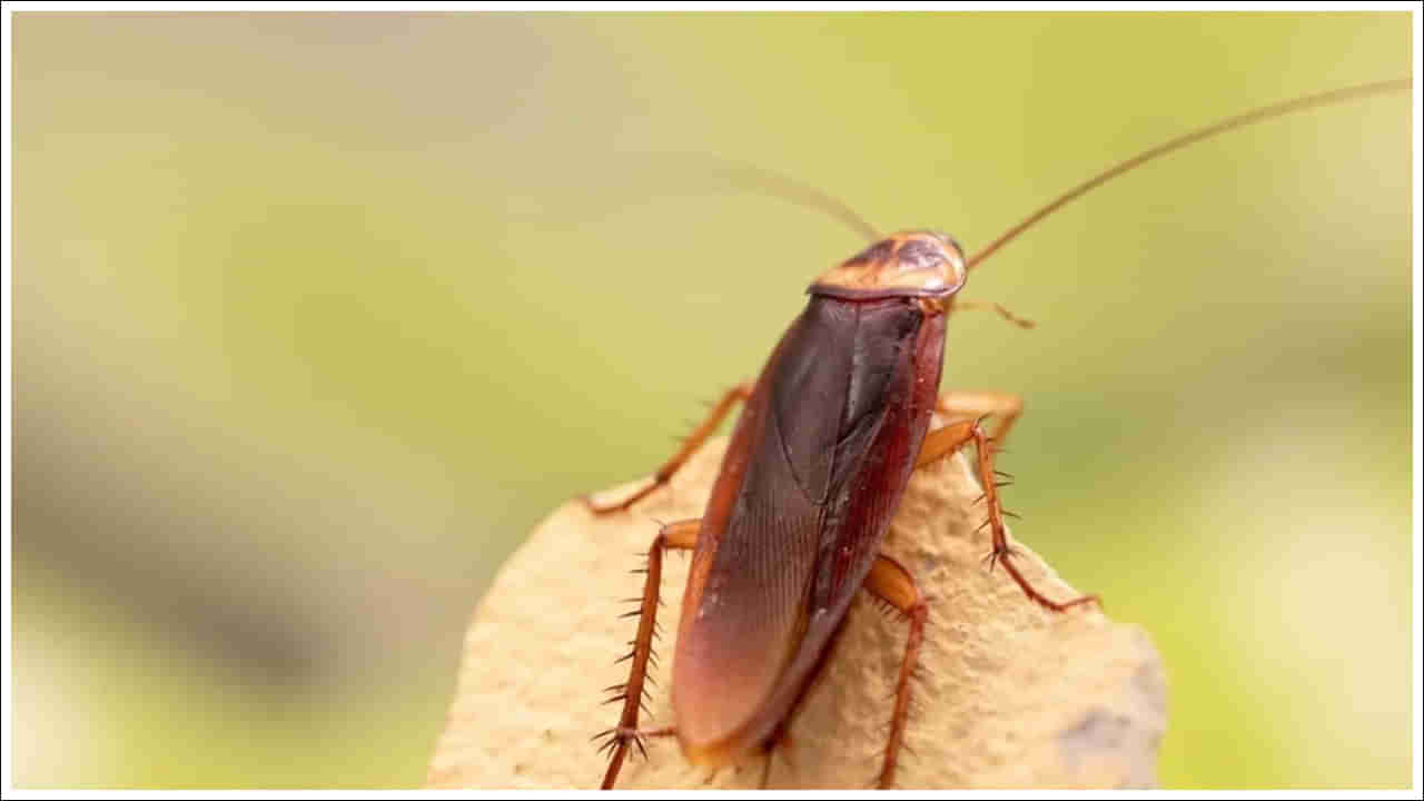 Cockroach: బొద్దింకలు తల తెగినా ఎలా బతుకుతాయి? ఆహారం లేకుండా ఎన్ని రోజులు జీవిస్తాయి?