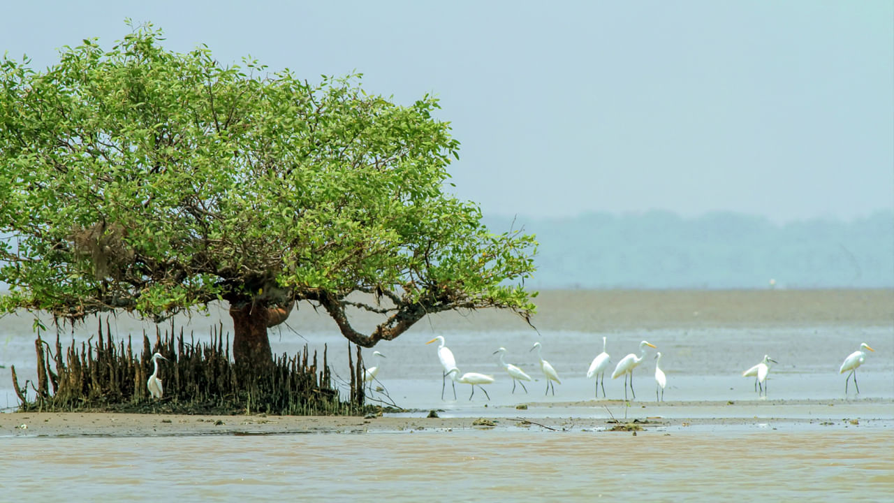 కొరింగా ఆంధ్రప్రదేశ్‌లోని దాగి ఉన్న ఒక అపురూపమైన ప్రదేశం. కాకినాడ జిల్లా కేంద్రంనుంచి 20 కిలోమీటర్ల దూరంలో ఉన్న ప్రాంతం. ఇది అందమైన మడ అడవులకు, అరుదైన జీవజాలానికి ప్రసిద్ధి చెందింది.