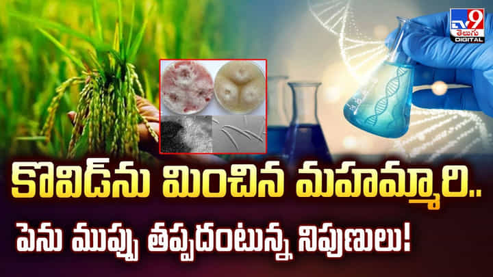 కొవిడ్ను మించిన మహమ్మారి.. పెను ముప్పు తప్పదంటున్న నిపుణులు కొవిడ్ను మించిన మహమ్మారి.. పెను ముప్పు తప్పదంటున్న నిపుణులు