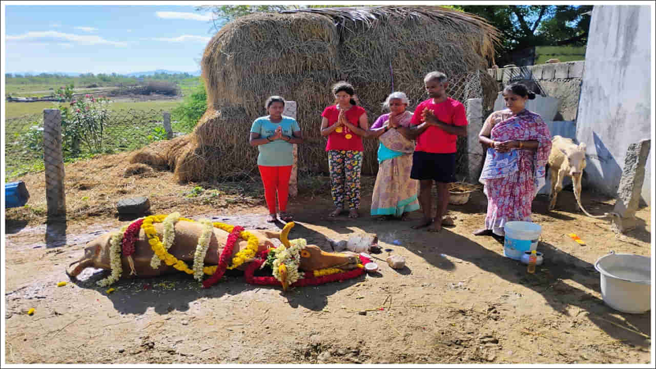 Tirupathi: 20 ఏళ్లుగా ఆ కుటుంబానికి ఆసరాగా ఉన్న ఆవు మృతి.. ప్రత్యేక పూజలతో అంత్యక్రియలు