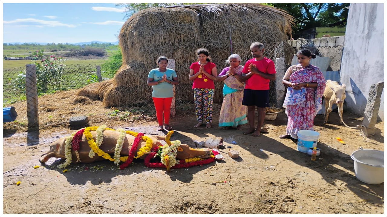 Tirupathi: 20 ఏళ్లుగా ఆ కుటుంబానికి ఆసరాగా ఉన్న ఆవు మృతి.. ప్రత్యేక పూజలతో అంత్యక్రియలు