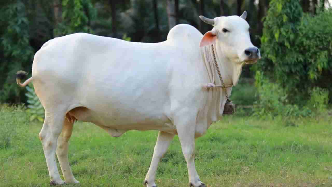 గోమాతకు సాంప్రదాయ పద్దతిలో అంత్యక్రియలు చేసిన గ్రామస్తులు.. ఎక్కడో తెలుసా?