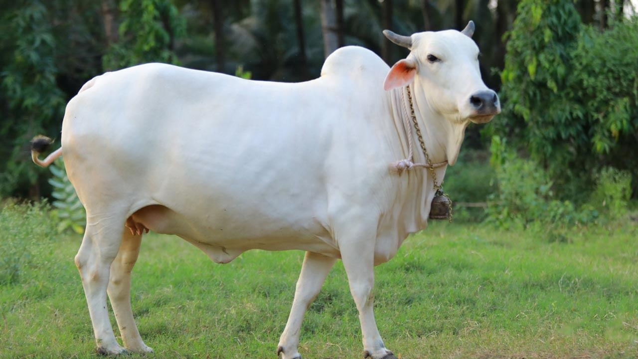 గోమాతకు సాంప్రదాయ పద్దతిలో అంత్యక్రియలు చేసిన గ్రామస్తులు.. ఎక్కడో తెలుసా?