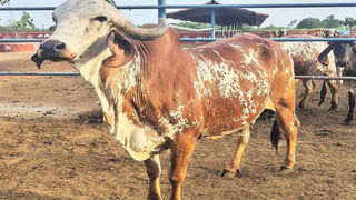 Telangana: అమ్మ బాబోయ్..! కొలనులో 13 అడుగుల కొండచిలువ – బంధిస్తుండగా అది కక్కింది చూసి అందరూ స్టన్