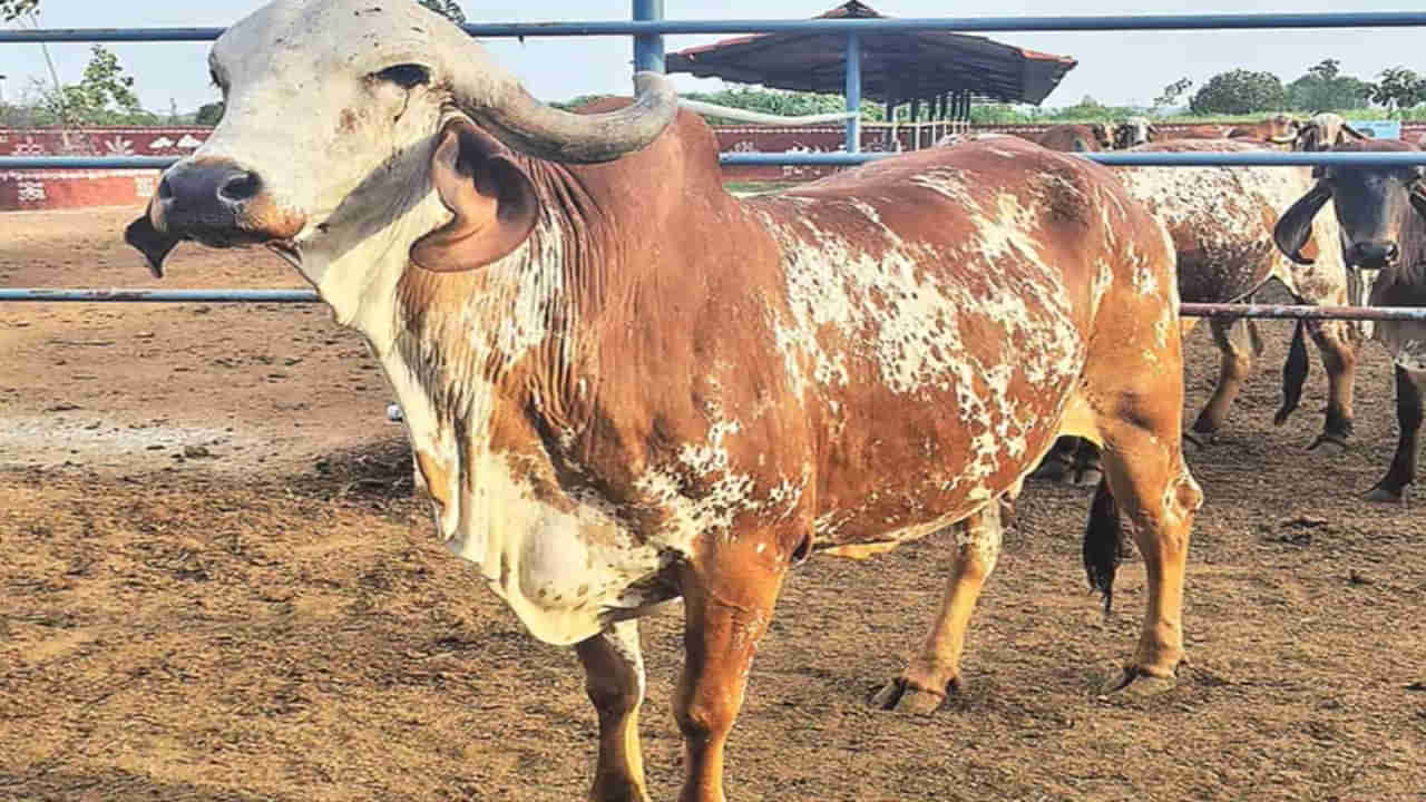 రూ.10 లక్షలకు అమ్ముడైన ఆవు..! అంత భారీ ధర ఎందుకో తెలిస్తే ఆశ్చర్యపోతారు..