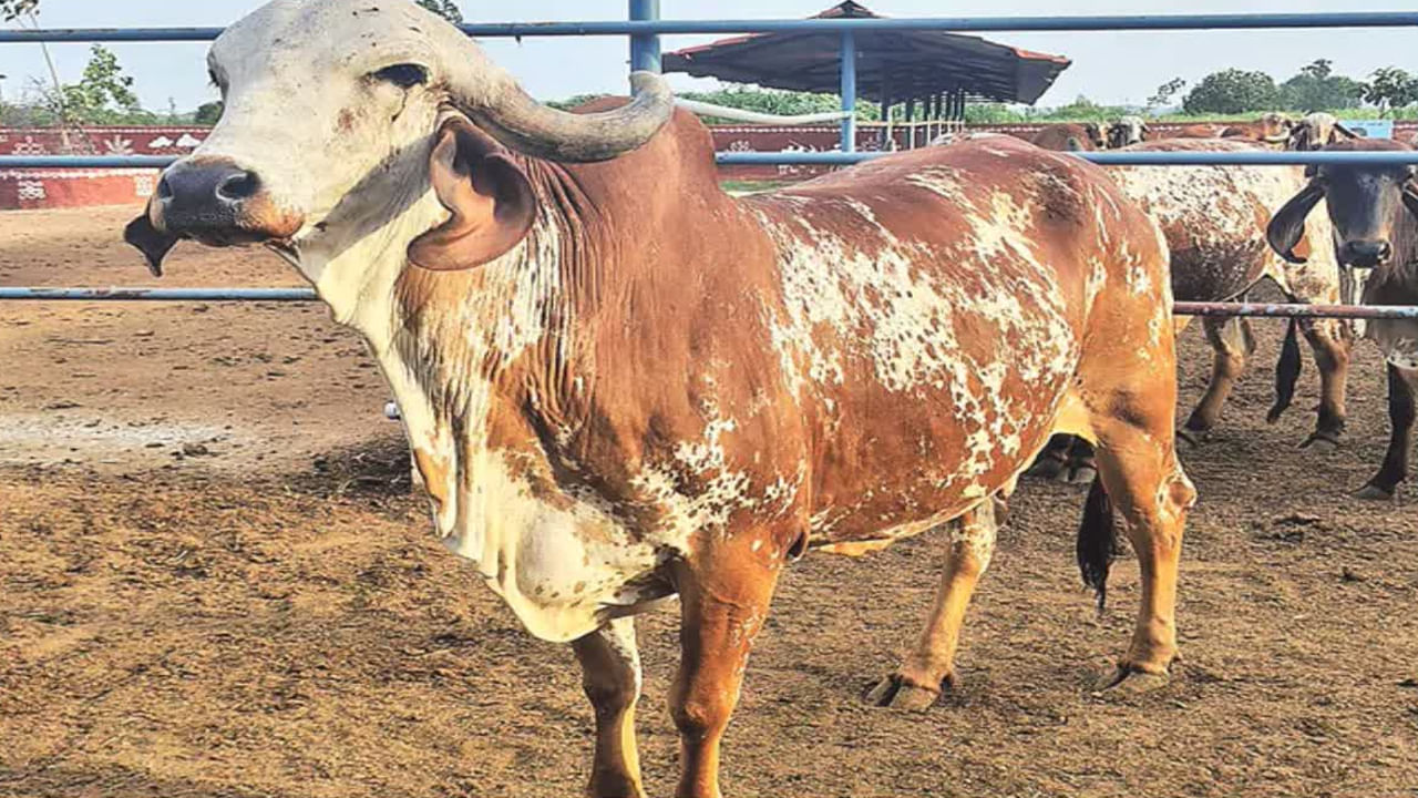 రూ.10 లక్షలకు అమ్ముడైన ఆవు..! అంత భారీ ధర ఎందుకో తెలిస్తే ఆశ్చర్యపోతారు..