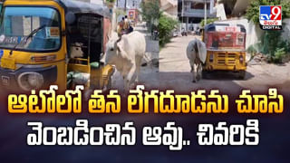 సమాధి వద్దే యజమాని రాక కోసం కుక్క ఎదురుచూపులు