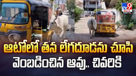 ఆటోలో తన లేగదూడను చూసి వెంబడించిన ఆవు.. చివరికి ఆటోలో తన లేగదూడను చూసి వెంబడించిన ఆవు.. చివరికి