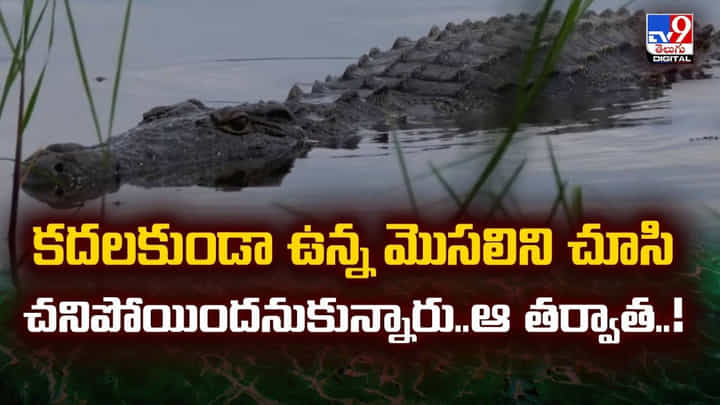 కదలకుండా ఉన్న మొసలిని చూసి చనిపోయిందనుకున్నారు.. ఆ తర్వాత కదలకుండా ఉన్న మొసలిని చూసి చనిపోయిందనుకున్నారు.. ఆ తర్వాత