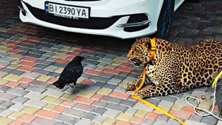 Viral Video: పెళ్లిలో మూడుముళ్లు వేస్తుండగా షాకింగ్ ఘటన… ఇంకా నయం ఏవరికేమీ కాలేదు..