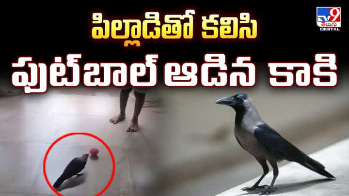 పిల్లాడితో కలిసి ఫుట్బాల్ ఆడిన కాకి.. వీడియో వైరల్ పిల్లాడితో కలిసి ఫుట్బాల్ ఆడిన కాకి.. వీడియో వైరల్