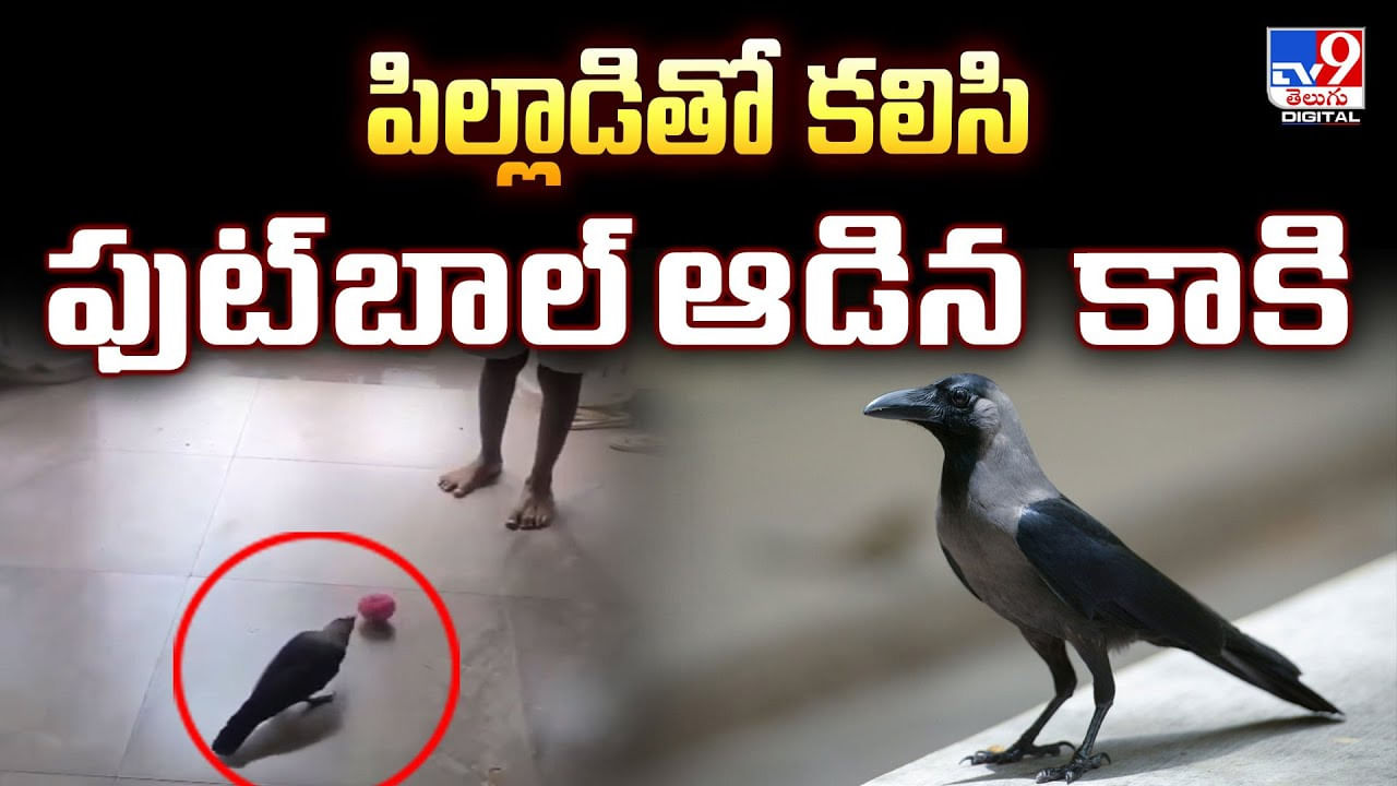 పిల్లాడితో కలిసి ఫుట్‌బాల్‌ ఆడిన కాకి.. వీడియో వైరల్