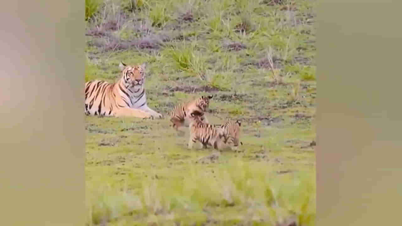 Tiger Rare Video: ఇది చాలా రేర్ వీడియో..అమ్మ ముందు పులి పిల్లల అల్లరి మాములుగా లేదు..